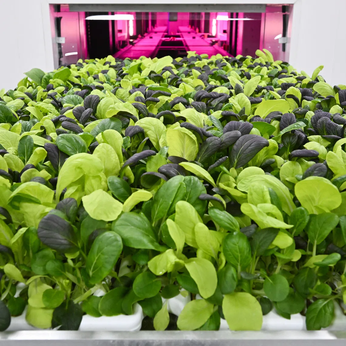 This is the latest casualty in a series of farm closures and delays that have been plaguing the local farming sector since 2023 or so. 