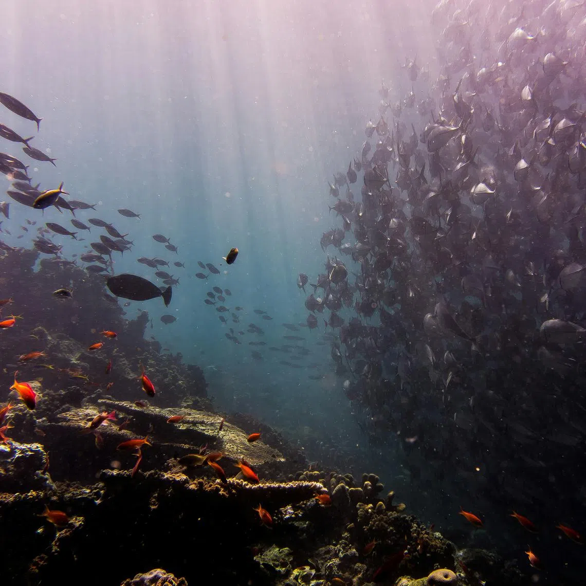 The Australian scientists looked at how sharks and fish might be harmed by plumes of sediment discharged as mining waste.