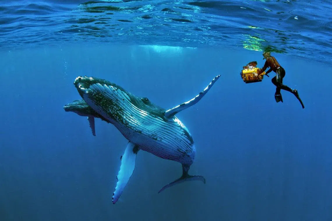 jttonga29 - Tonga_s crystal clear and calm waters provide magical moments to swim with whales2.

Credit / Copyright: Tonga Tourism Authority