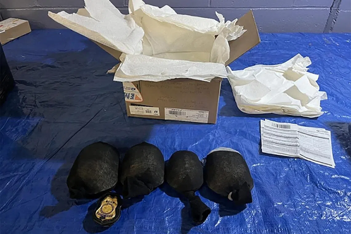 This undated handout image released by District Court for the Western District of New York from the United States Fish and Wildlife Service (NSFWS) shows eastern box turtles intercepted during a border inspection. A Chinese man faces up to five years in prison for trying to smuggle protected turtles worth more than US$1 million from the United States to Hong Kong.