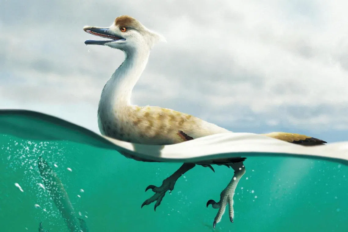 An artist's reconstruction of the bird-like Cretaceous period dinosaur Natovenator polydontus.