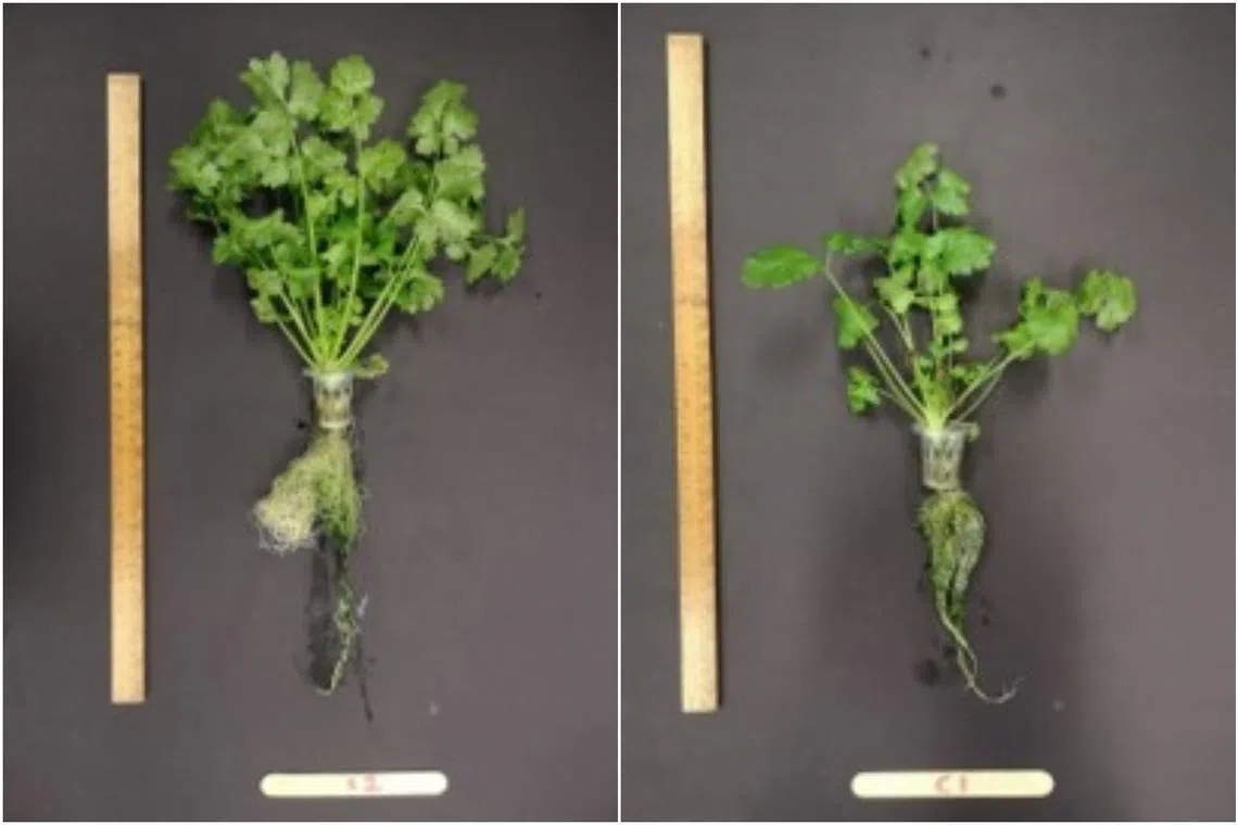 Coriander grown from seeds that were sent to space (left) had a more luxuriant yield at 41.4g, compared to its hydroponically grown earthbound counterpart, at 33.1g.