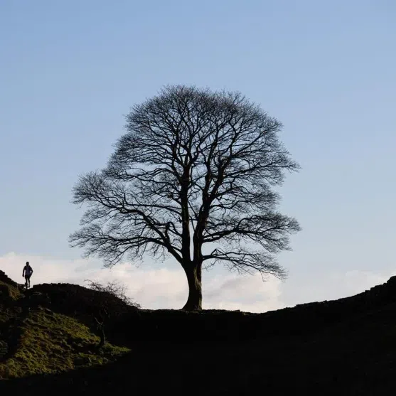 The Sycamore Gap tree stood at the centre of a dramatic dip in the landscape alongside the historic Hadrian’s Wall.