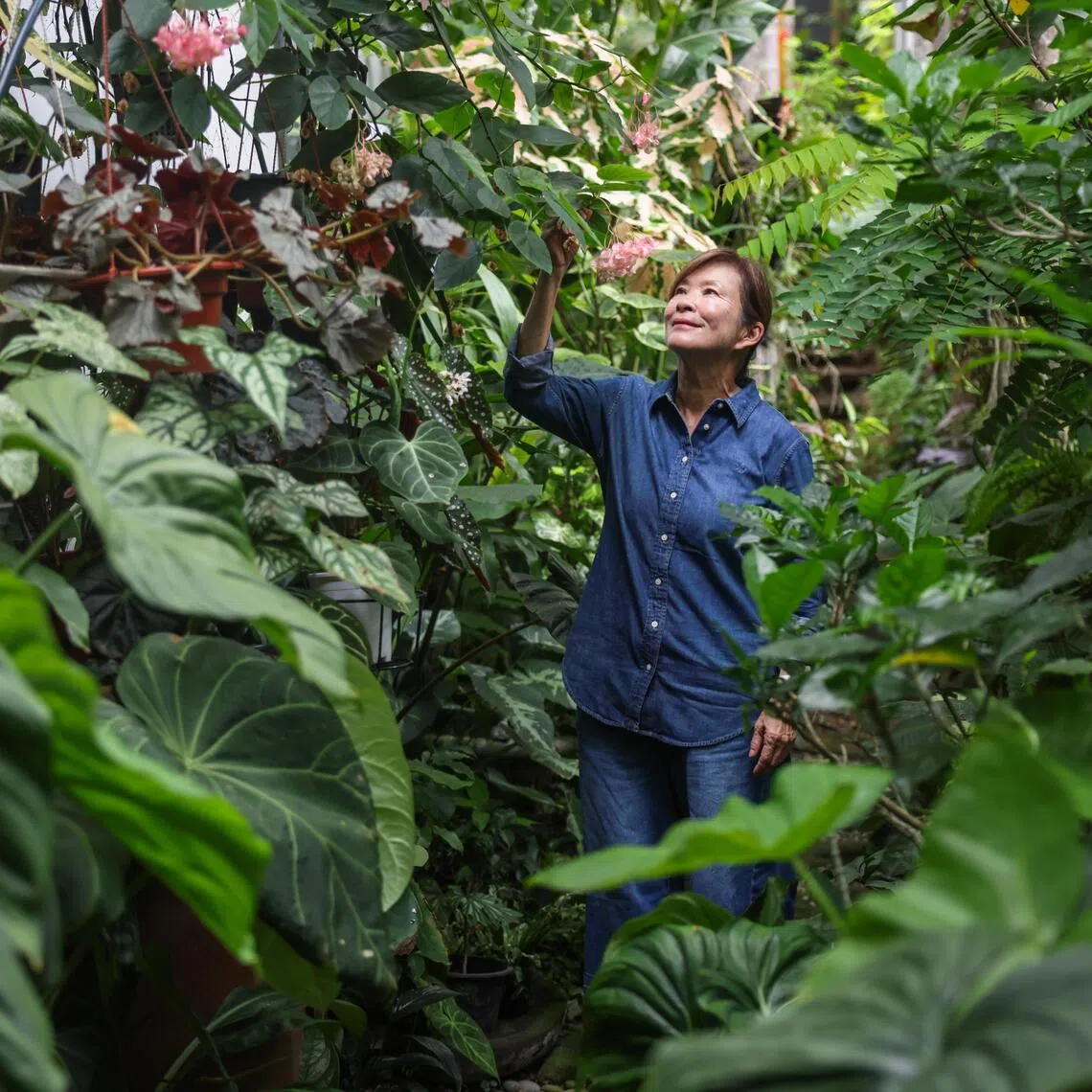 One year since Irene Ngoo transplanted her “jungle” from a colonial bungalow to a compact condo, the plants and the former journalist are flourishing after the upheaval.