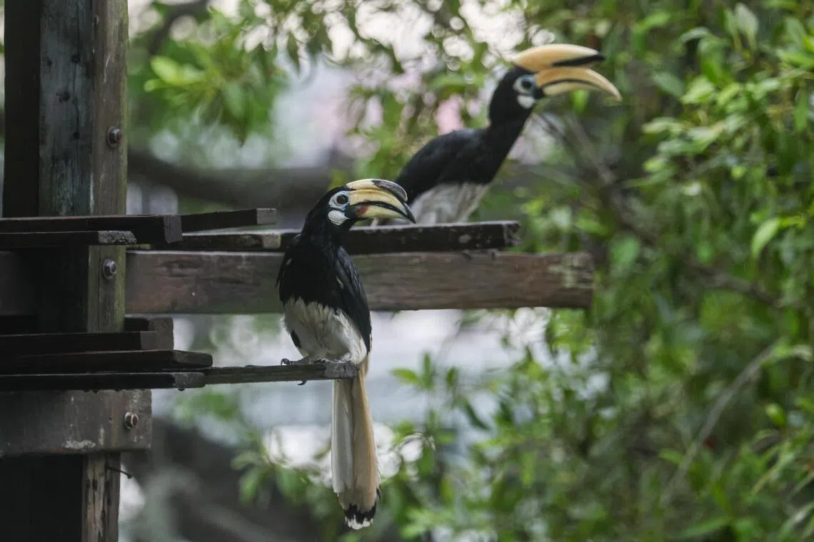 ST20260421_202633200423/Jasel Poh/lccrocodile

A pair of Oriental Pied Hornbill latched onto wooden planks in Pulau Ubin on April 21, 2026.

Can be used for stories on: Pulau Ubin, Biodiversity, Nature, Environment, Conservation, Nature Reserve, Conservation, Heritage, NParks, National Environment Agency, Ministry of Sustainability and the Environment.