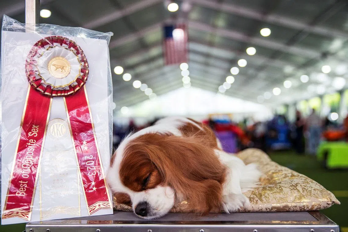 Halle, a Cavalier King Charles Spaniel, rests after winning the Best of Opposite Sex during the 147th Westminster Kennel Club Dog Show at the USTA Billie Jean King National Tennis Center in New York, U.S., May 8, 2023. 