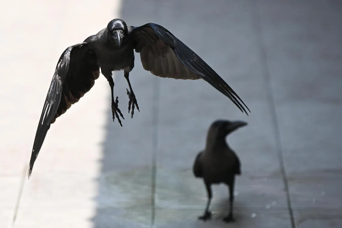 Singapore to resume crow shooting operations from second half of March