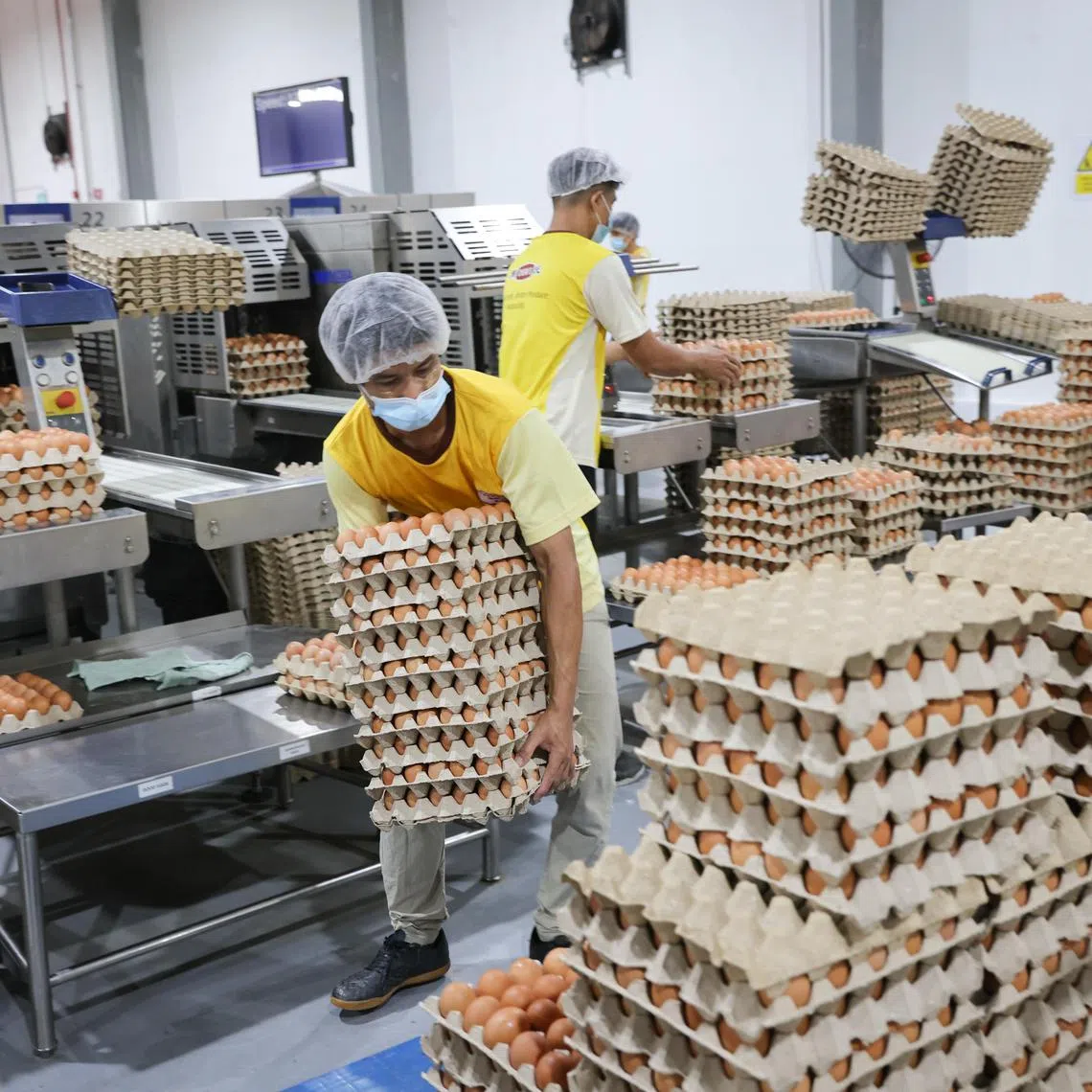 Eggs being packed at Chew's Agriculture.