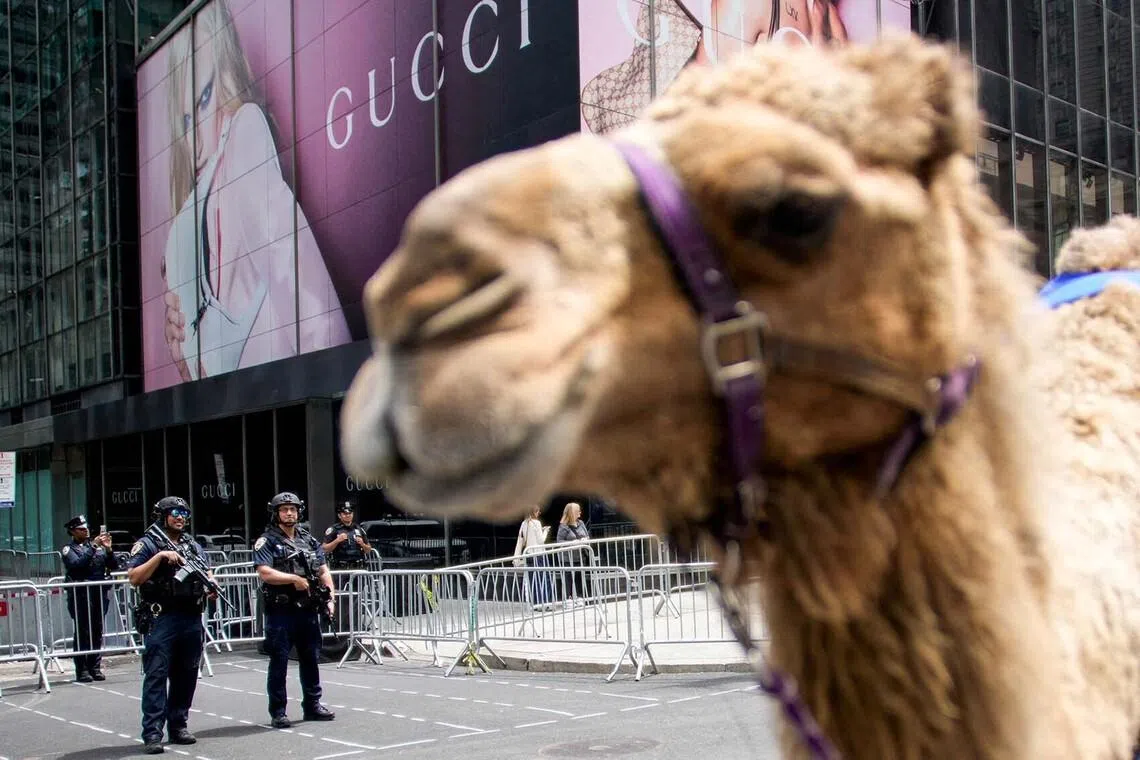 Members of the New York Police Department counterterrorism unit standing guard as people march with camels during the Israel Day On Fifth parade, in New York City, US, May 31.