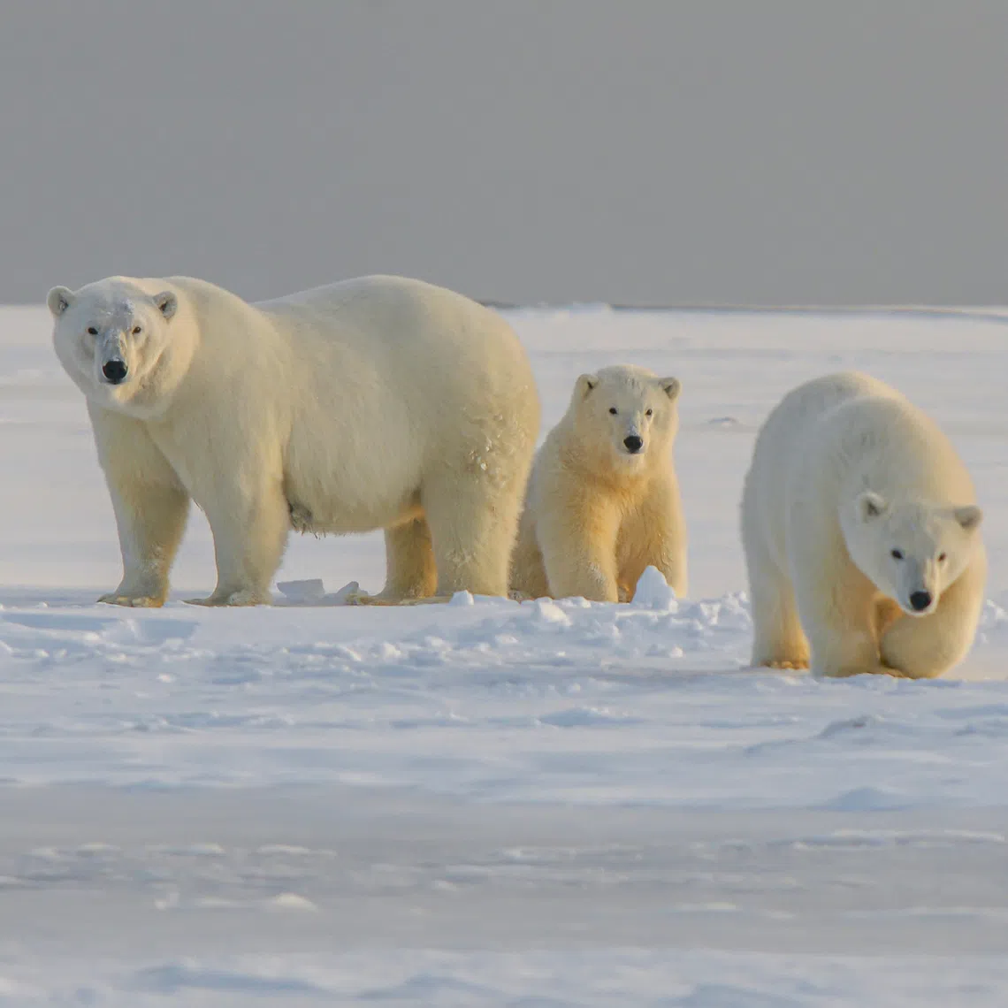 The footage of a bear caring for an adopted cub was captured during the annual polar bear migration along the Western Hudson Bay in Churchill, Manitoba.