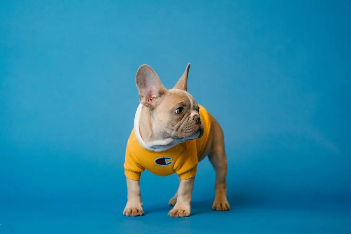 Due to their flat faces, French Bulldogs are prone to respiratory and eye problems. They are the second-most-expensive dog breed to insure.
