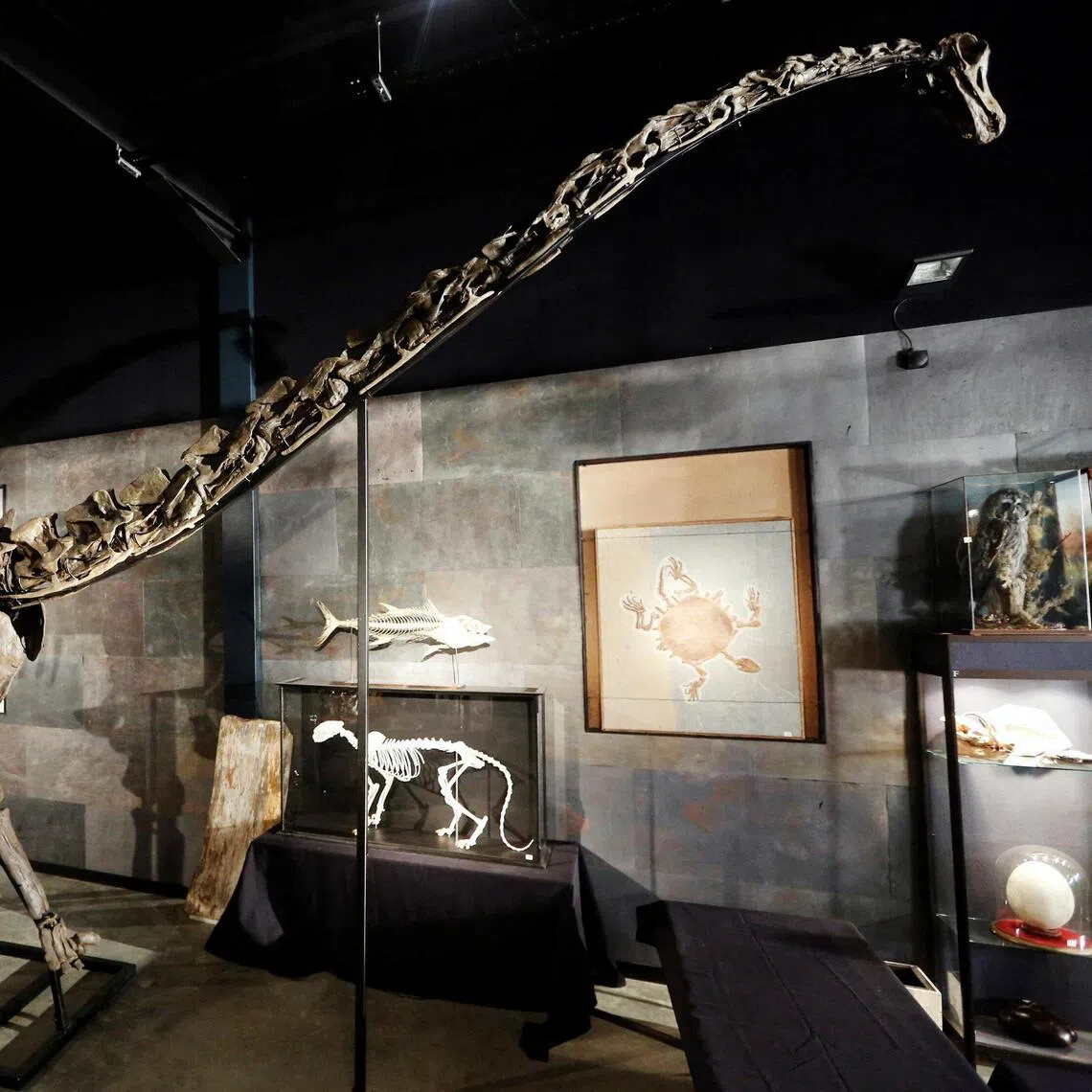 A diplodocus skeleton is seen at Summers Place Auctions in Billingshurst, southern England.