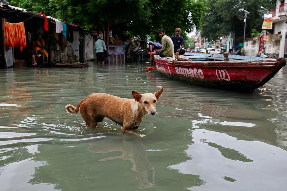 India is home to millions of stray dogs, and deadly attacks are regularly reported by the city’s media.