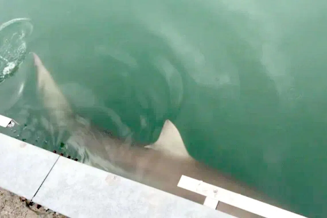 Shark sighting leads to unexpected popularity of Busan port in South Korea