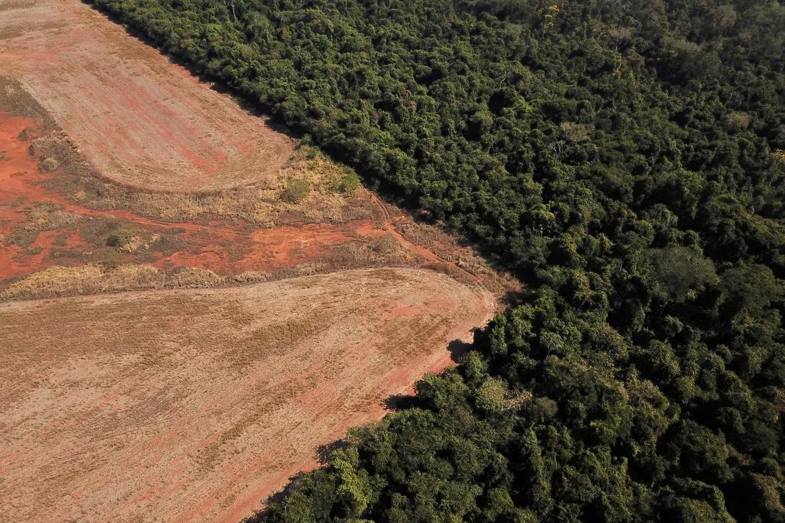 Destruction of Brazil's rainforest declined 11 per cent from a year earlier to 11,568 square kilometres.