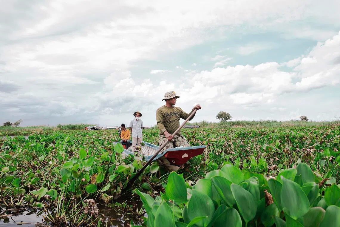 Gin can be made from water hyacinths, an invasive plant.