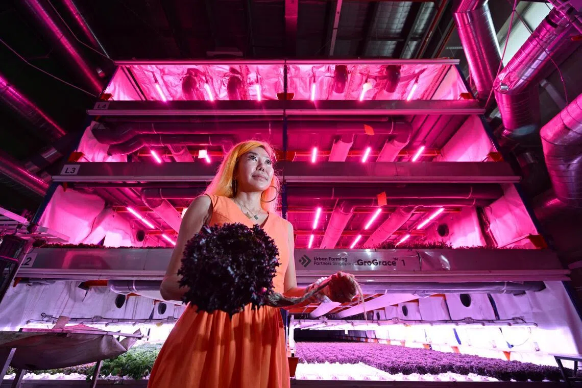 GroGrace co-founder Grace Lim at her farm. GroGrace had on Feb 8 announced on its social media platforms that it will fold on Feb 14.