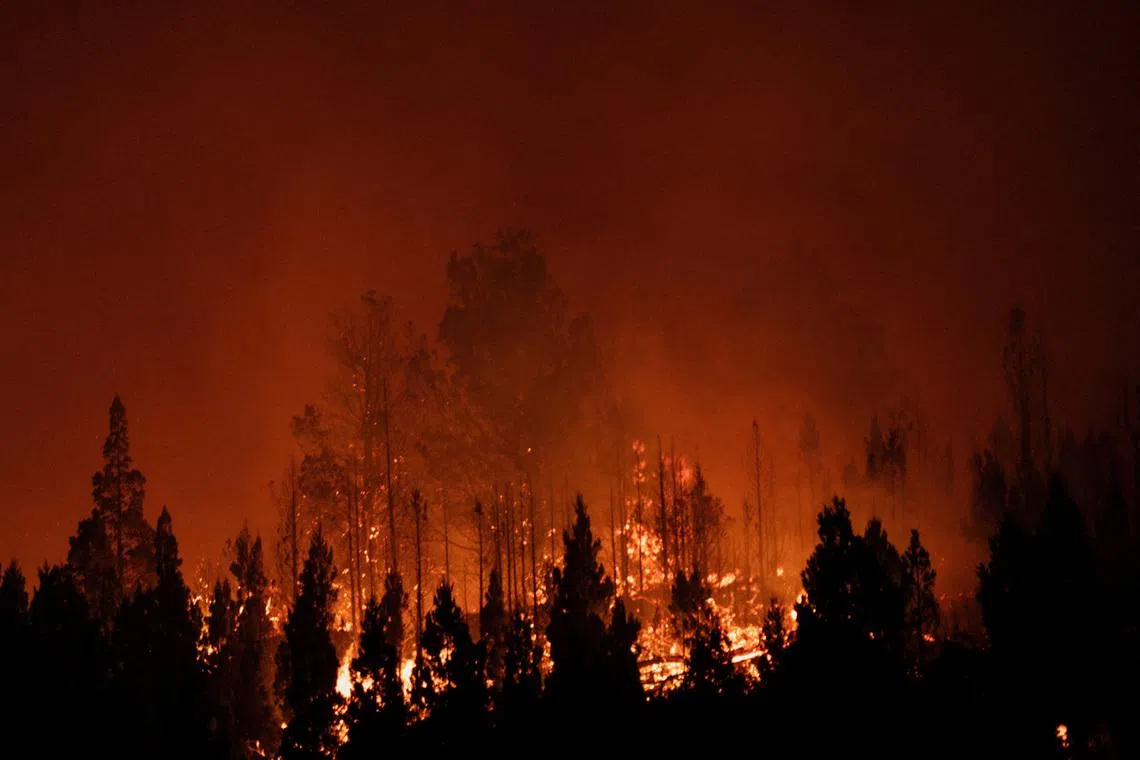 FILE PHOTO: Trees burn during a wildfire in Epuyen, in the Patagonian province of Chubut, Argentina, February 1, 2026. REUTERS/Gonzalo Keogan/File Photo