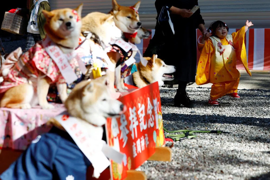 A girl attending a Shichi-Go-San blessing, traditionally performed for young children to ask for health and happiness, walks past pet dogs posing to their owners at Zama Shrine in Zama, Kanagawa Prefecture, near Tokyo, Japan, Nov 14, 2023. 