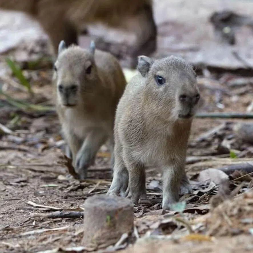 Two capybara babies – the first in 10 years – were born at the Mandai Wildlife Reserve on Jan 4.
