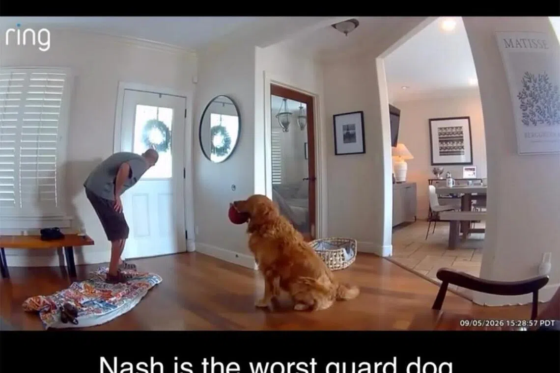 Security cameras in San Diego captured a homeowner’s dog holding a plush toy in his mouth while greeting an intruder.