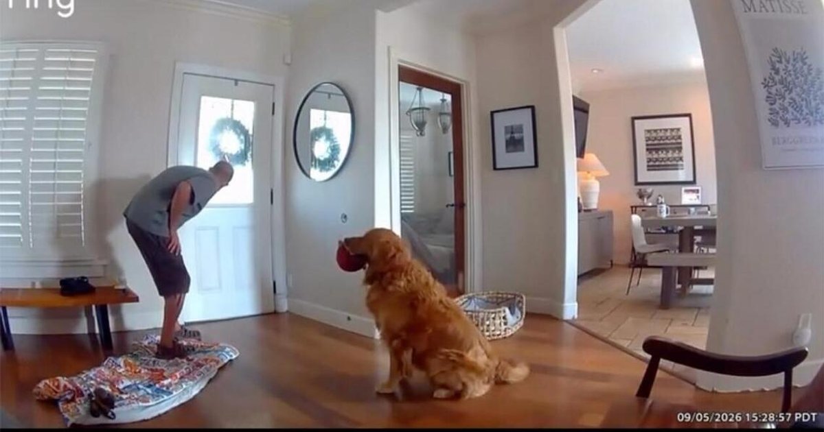 Sympathy for Nash the golden retriever in San Diego who seemed to greet an intruder