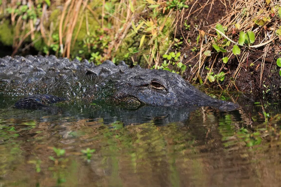 HILTON HEAD ISLAND, SOUTH CAROLINA - APRIL 14: An alligator is seen during the second round of the RBC Heritage at Harbour Town Golf Links on April 14, 2023 in Hilton Head Island, South Carolina.   Sam Greenwood/Getty Images/AFP (Photo by SAM GREENWOOD / GETTY IMAGES NORTH AMERICA / Getty Images via AFP)