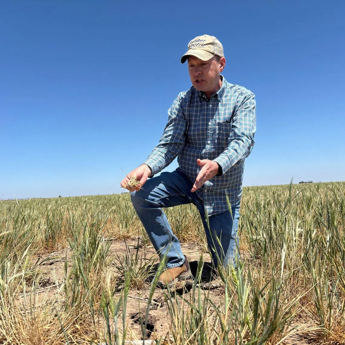 Scott Irlbeck inspects drought-hit wheat fields on his farm in Tulia, Texas, U.S.,  April 21, 2026. REUTERS/Tom Polansek