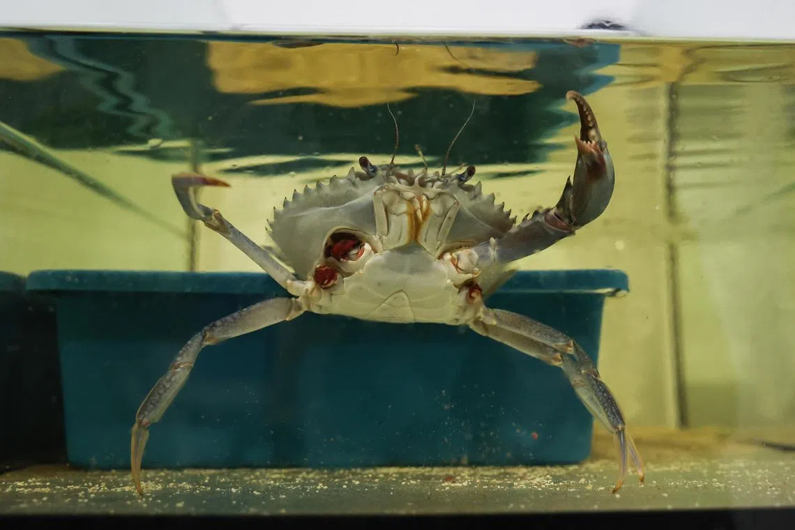 A mud crab in a tank at the Aquaculture Innovation Centre's research facility in Neo Tiew Crescent.