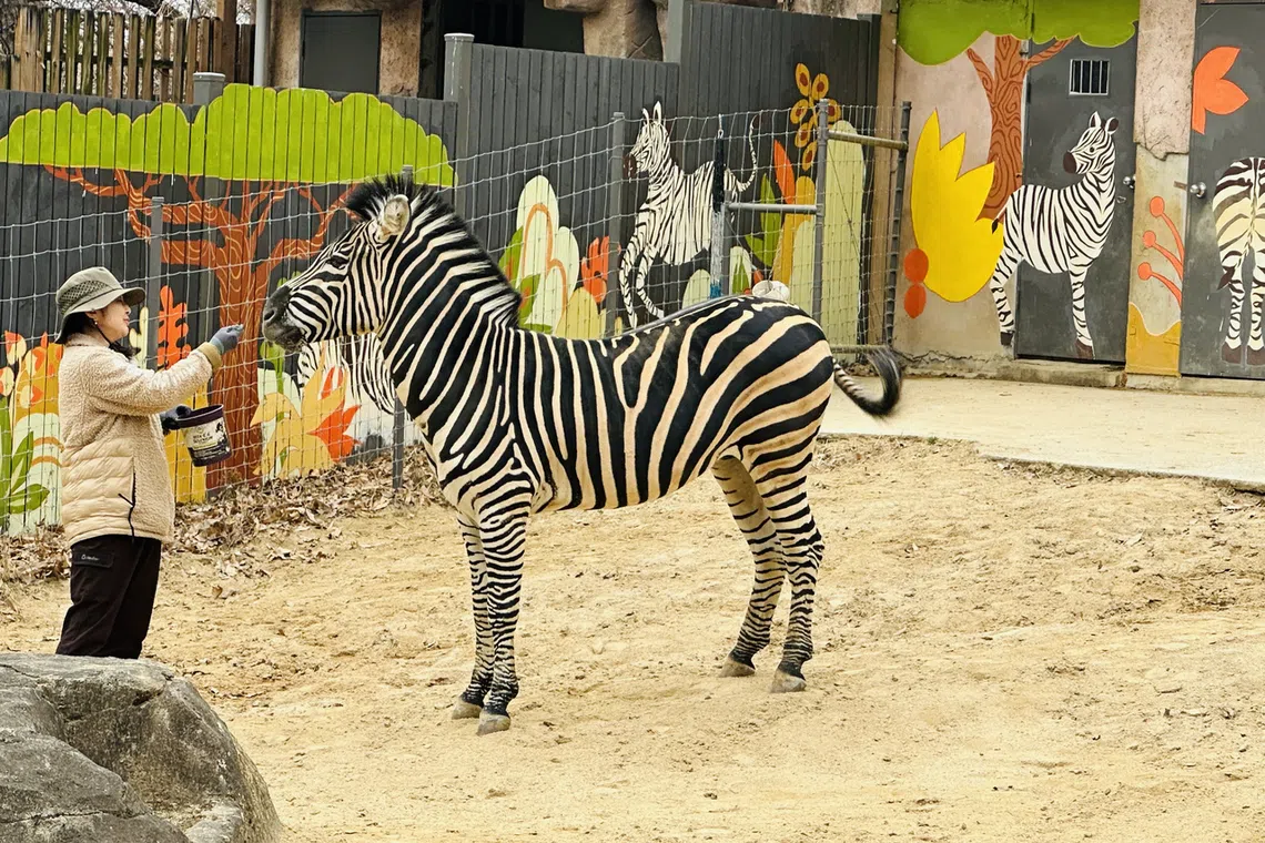 Painted friends comfort Sero, zebra famous for escaping from South Korea zoo