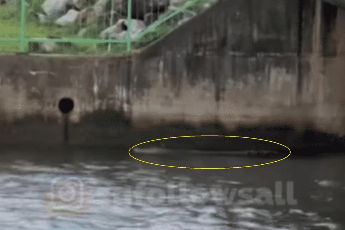 The crocodile was spotted swimming along and close to the edge of a canal near Yishun Dam. 