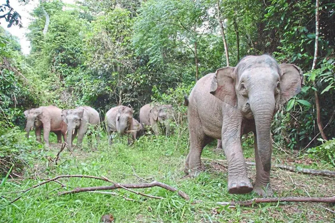 The Sabah Wildlife Department is working to track down the culprits behind the pygmy elephant killings.
