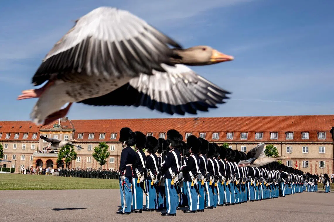 A geese fly past soldiers of an honor guard during the Anniversary Parade of the Danish Royal Life Guards at the Life Guard Barracks in Copenhagen, Denmark, on June 27, 2024. 