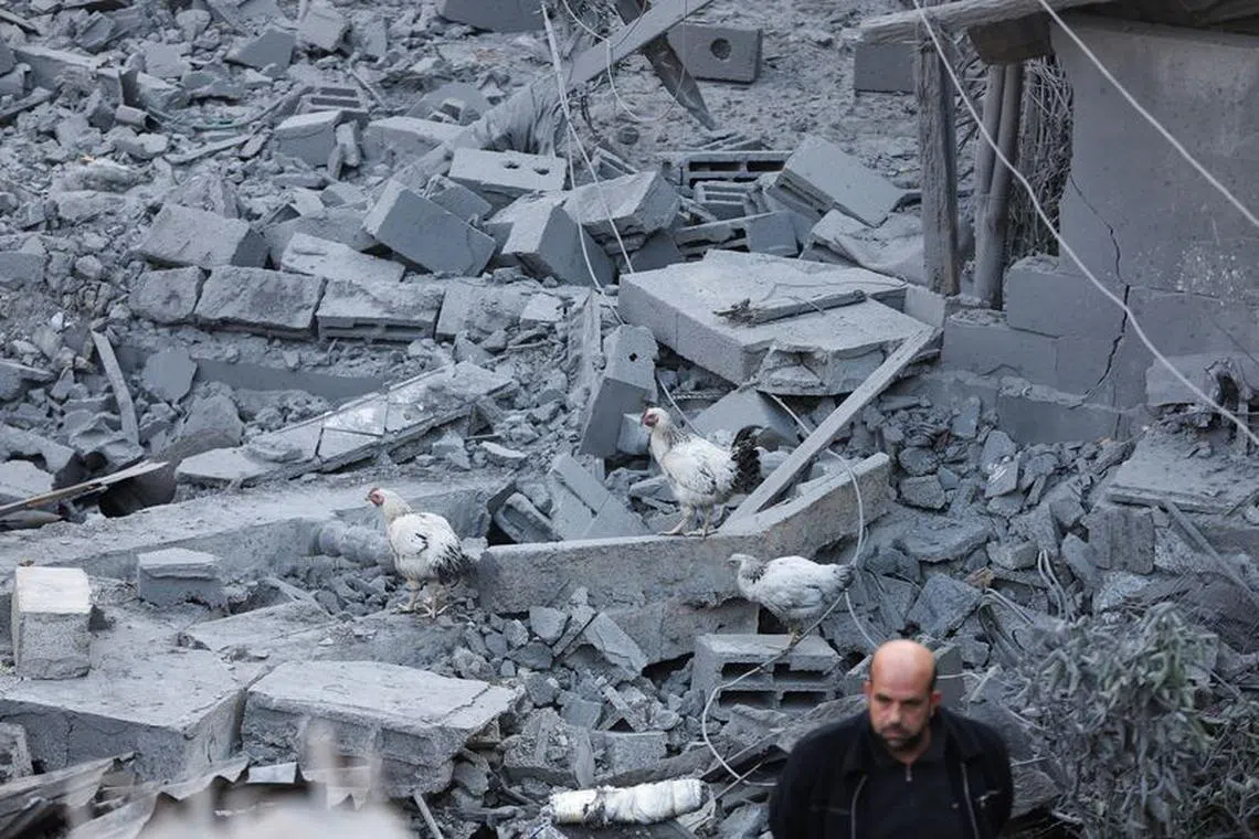 Chickens walk on top of rubble, at the site of Israeli strikes on houses, amid the ongoing conflict between Israel and the Palestinian Islamist group Hamas, in Khan Younis in the southern Gaza Strip, December 10, 2023. REUTERS/Ibraheem Abu Mustafa