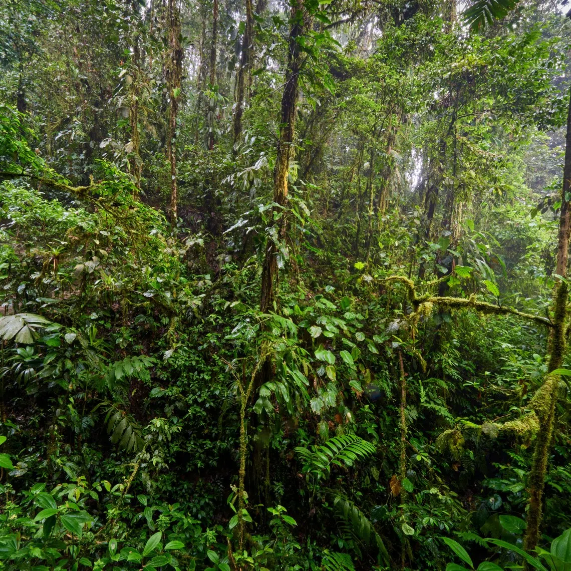 At least 1.68 million hectares – an area larger than Timor-Leste – have been potentially earmarked for deforestation under so-called Forest Clearing Authorities (FCA) licensing, the report said.