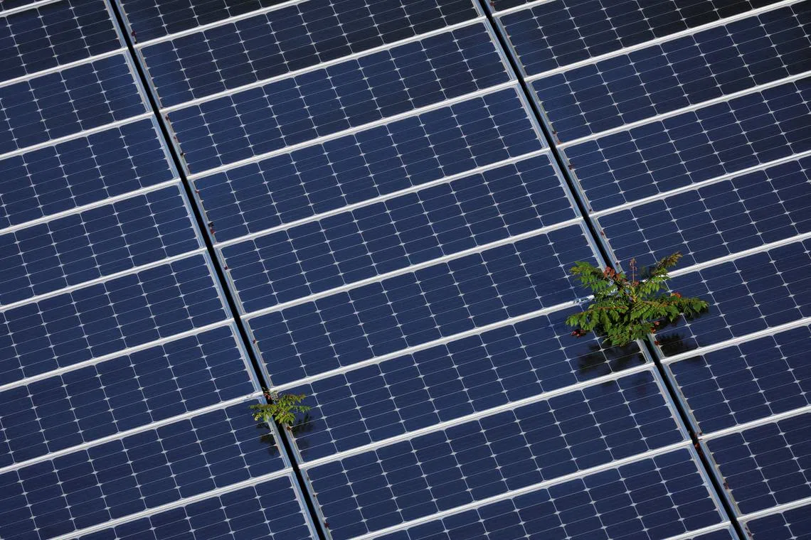 FILE PHOTO: Plants grow through an array of solar panels in Fort Lauderdale, Florida, U.S., May 6, 2022. REUTERS/Brian Snyder/File Photo