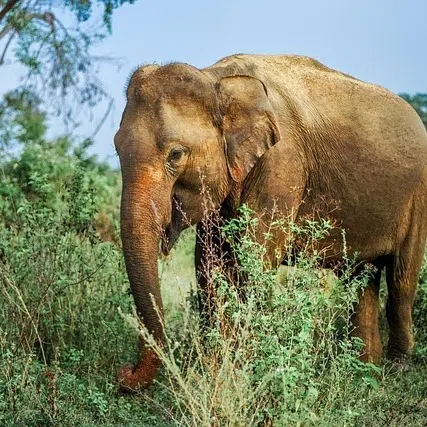 Wildlife officials said the animal had first been shot and wounded before being set alight.