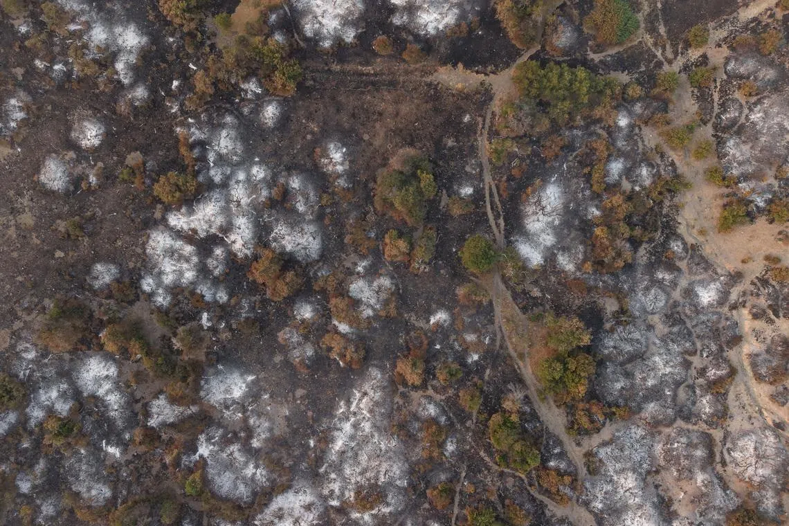 A drone view shows trees burnt by wildfires, in Cholila, in the patagonian province of Chubut, Argentina,  January 29, 2026. REUTERS/Gonzalo Keogan
