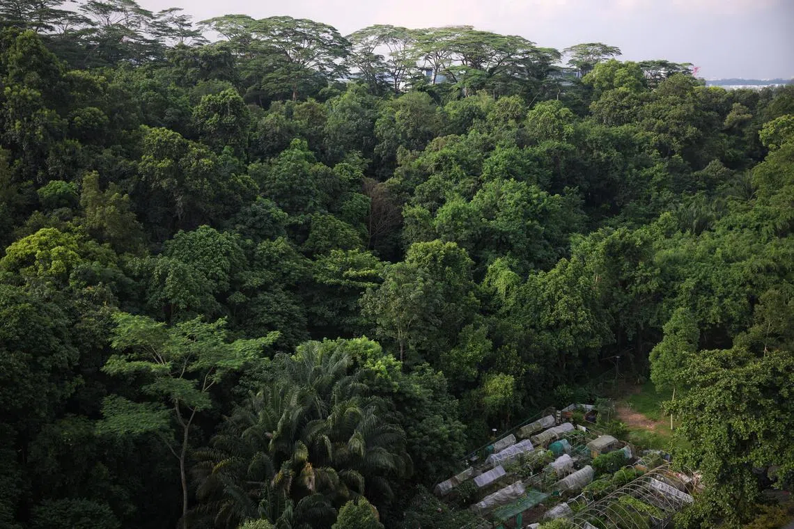 Part of Maju Forest in the Sunset Way area, next to a community garden at Clementi Street 13, on July 8, 2026.