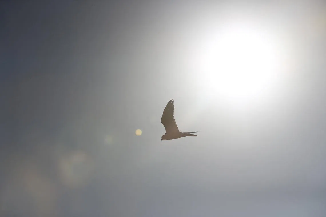 Kazakhstan releases endangered saker falcons in Saudi-backed restoration drive