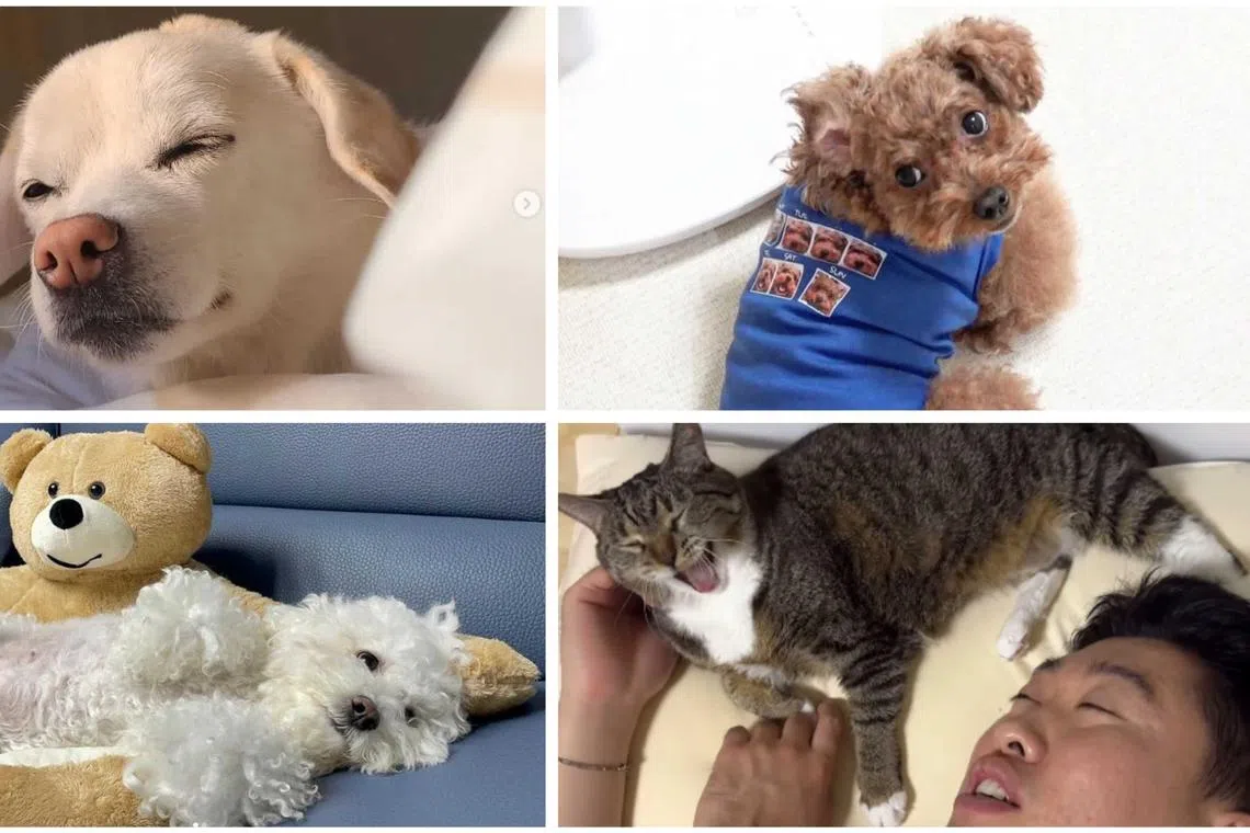 (Clockwise from top left) Jeolmi, Mongja, South Korean comedian Song Ha-bin and Chunbong, and Bori. 