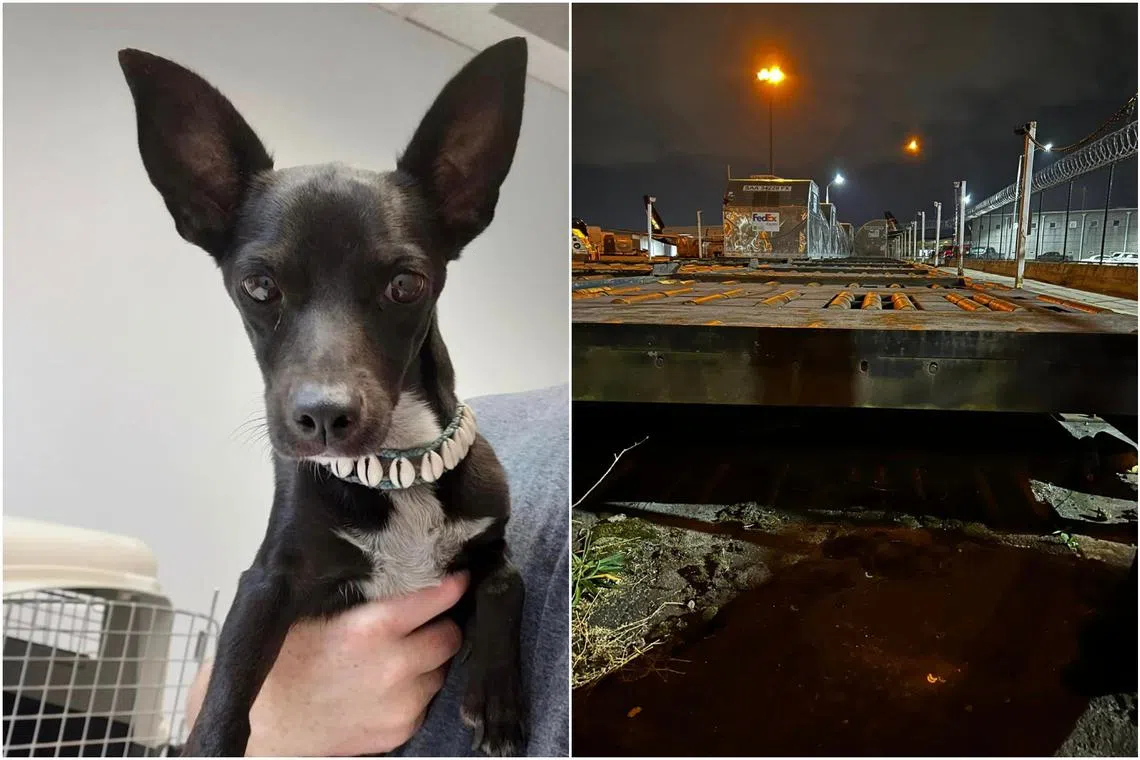 Maia, a Chihuahua mix, was found hiding beneath a rack used to move large cargo at Atlanta's airport.