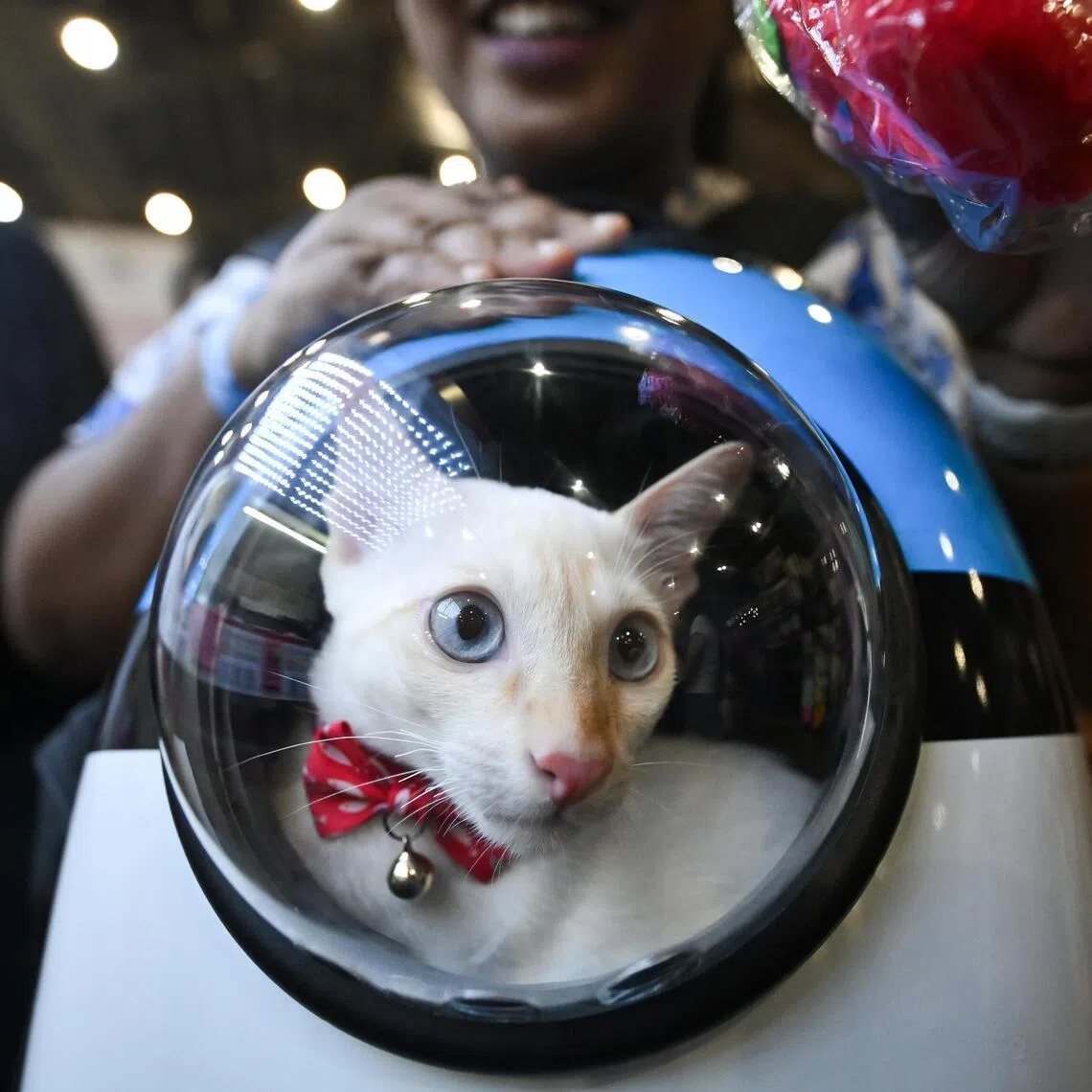 Confirm your airline or transportation carrier’s specific requirements for pets.
(ST PHOTO: LIM YAOHUI)