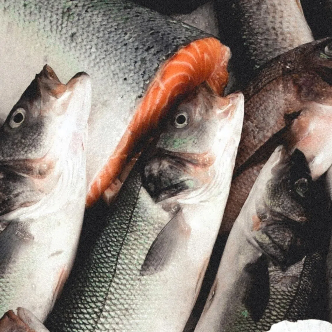 Plaintiffs argue that usage of the additive 6PPD can devastate coho salmon and other fish populations who live off the coasts of California and Alaska.
