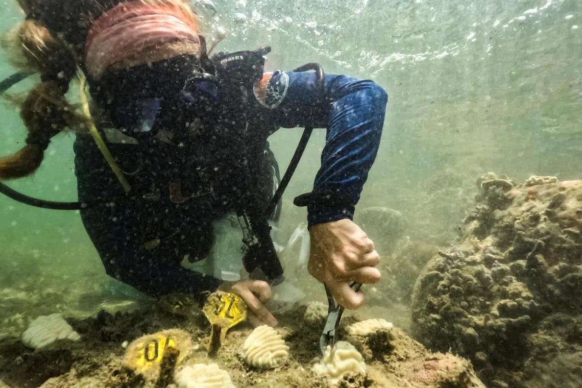 NOAA intern and University of Miami PhD candidate, Allyson DeMerlis, grabbles samples of corals that she planted in December of 2022 that have now already bleached fully in Miami, Flordia, U.S., July 14, 2023. REUTERS/Maria Alejandra Cardona