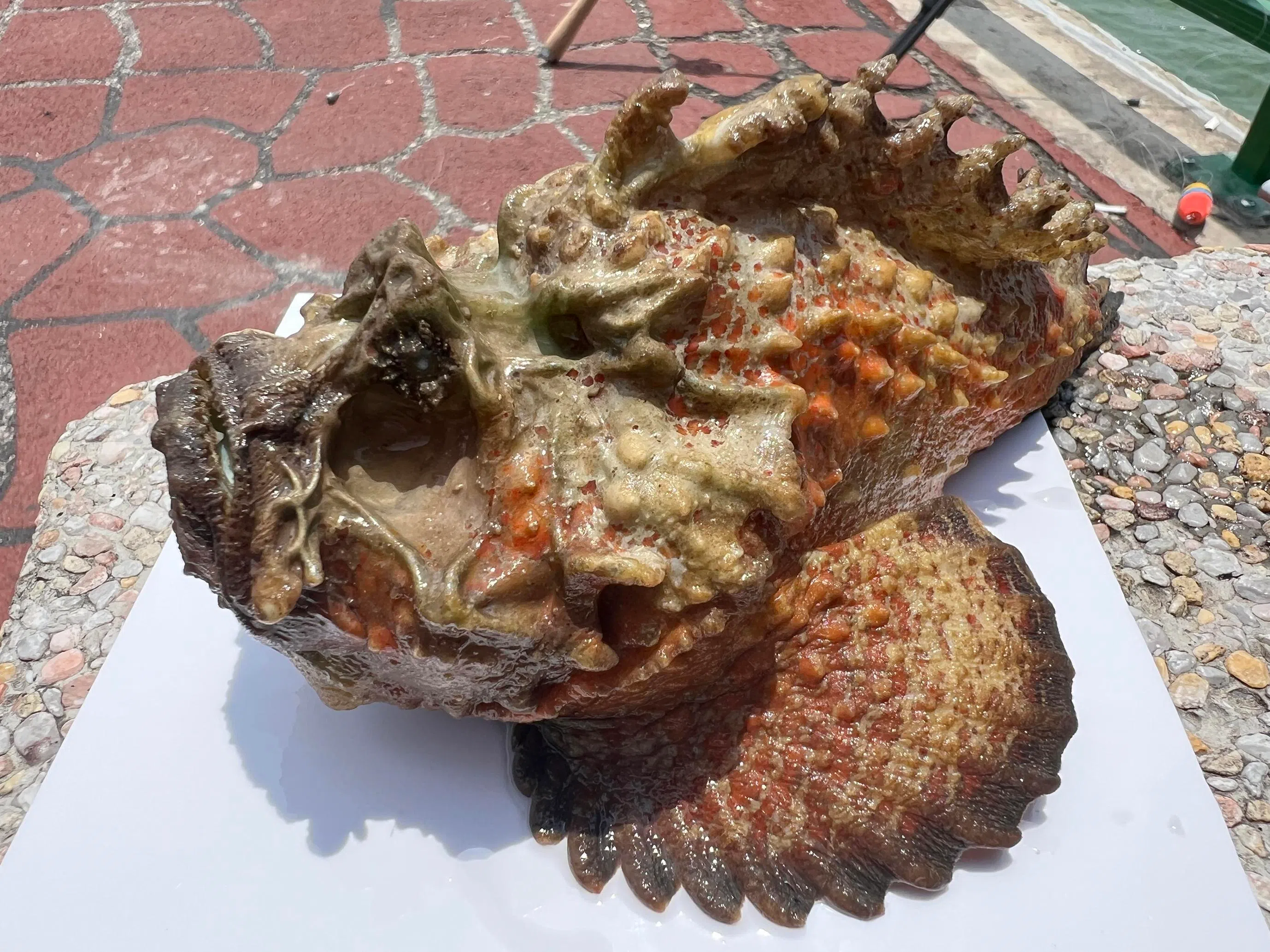The estuarine stonefish (Synanceia horrida) at Bedok Jetty, caught by Brian Sng in August 2025.