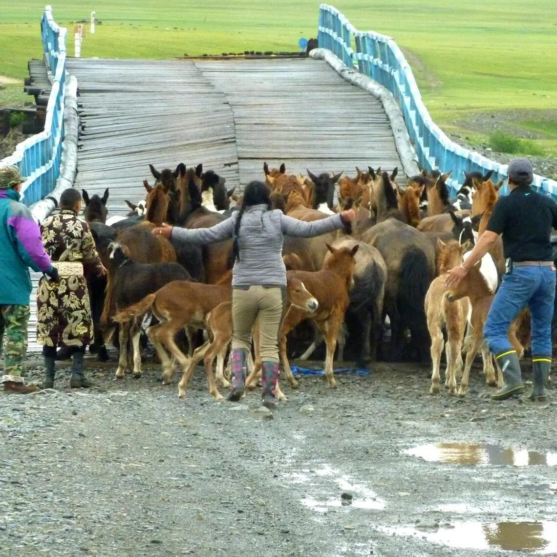 The writer (on the far left in green jacket), helping to herd panicked horses across a broken bridge in the middle of the Gobi Desert in Mongolia.