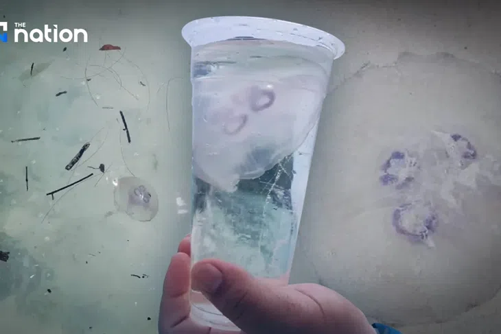 Officials stressed that contact can still trigger red rashes and skin irritation, particularly in people who are more sensitive to the sting.