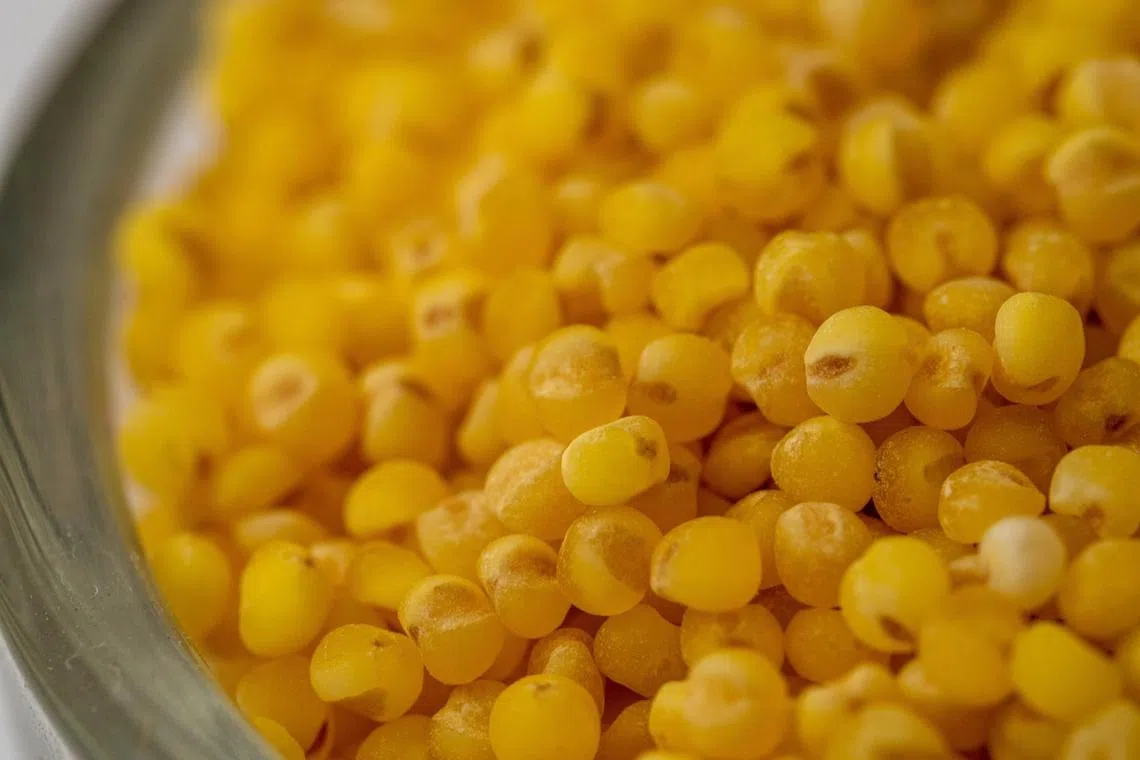 Millet is a staple for millions of Indians. It is also a healthy alternative to wheat or rice.