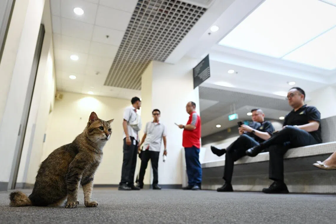SMRT staff at Kim Chuan Depot with Cassidy the cat on Oct 12.